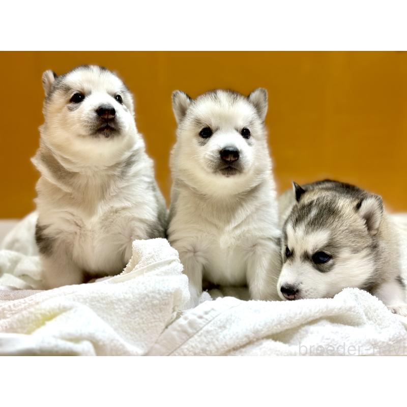 成約済の愛知県のシベリアンハスキー-423644の5枚目