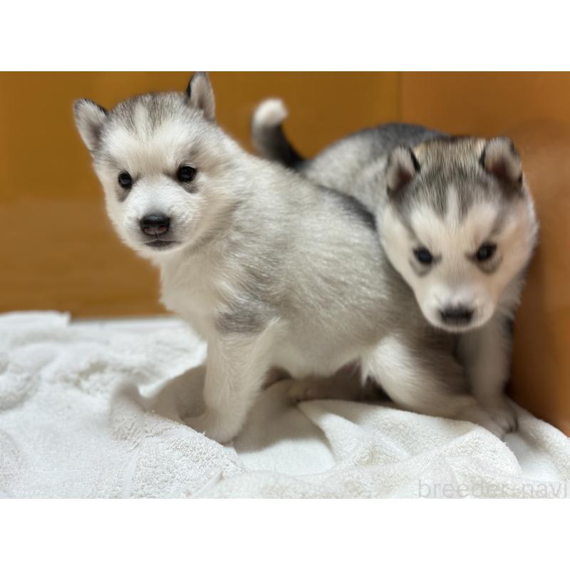 成約済の愛知県のシベリアンハスキー-423645の3枚目