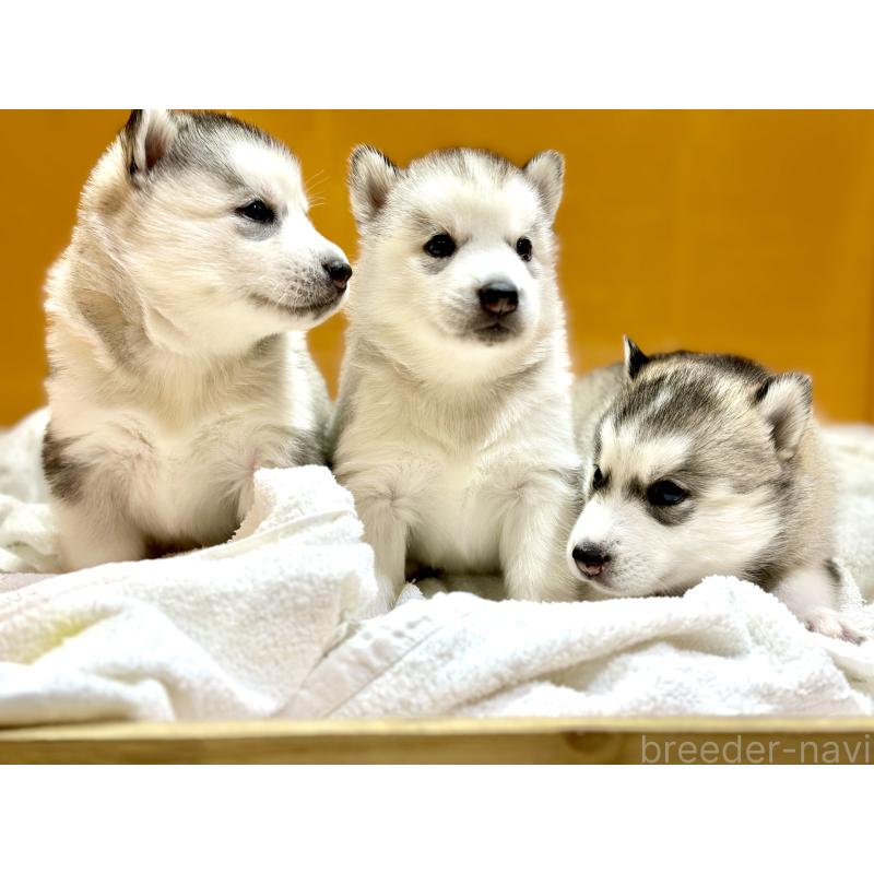 成約済の愛知県のシベリアンハスキー-423646の5枚目