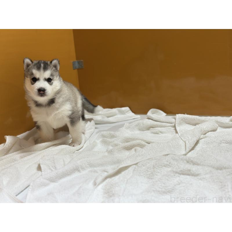 成約済の愛知県のシベリアンハスキー-423646の4枚目