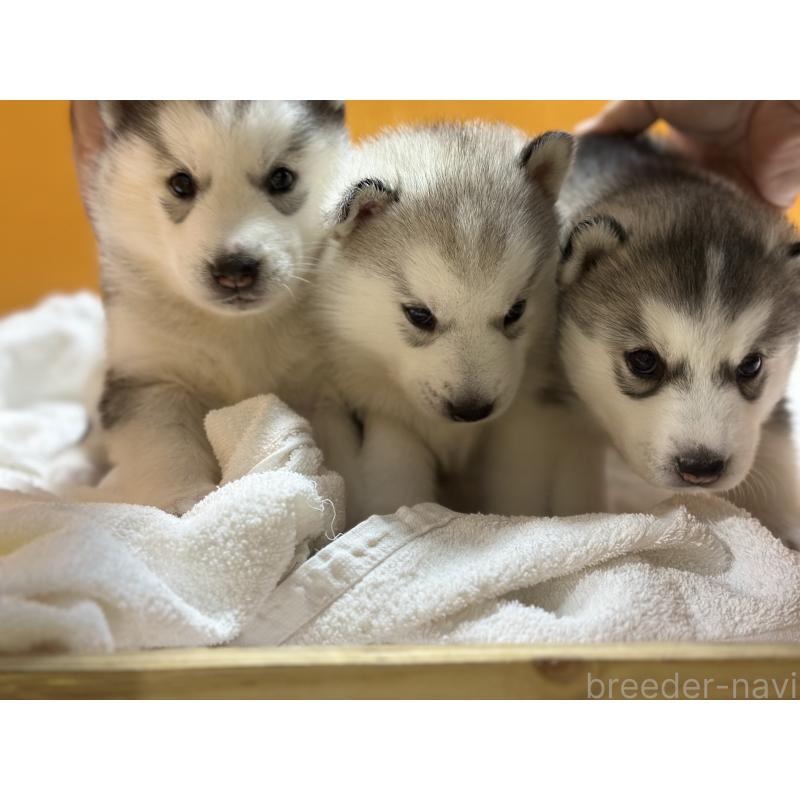 成約済の愛知県のシベリアンハスキー-423646の3枚目