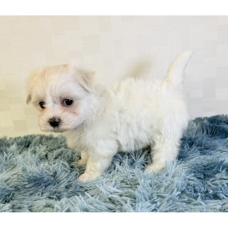 成約済の埼玉県のマルチーズ-421895の5枚目