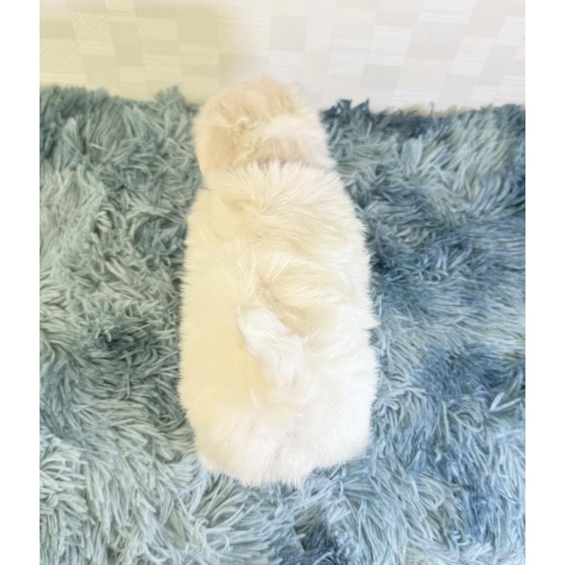 成約済の埼玉県のマルチーズ-421895の4枚目