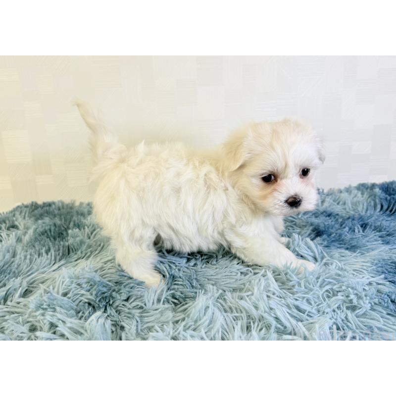 成約済の埼玉県のマルチーズ-421895の3枚目