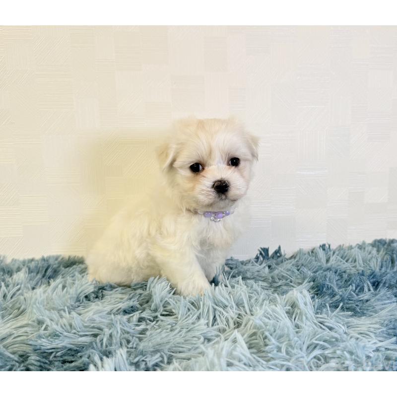 成約済の埼玉県のマルチーズ-421895の2枚目