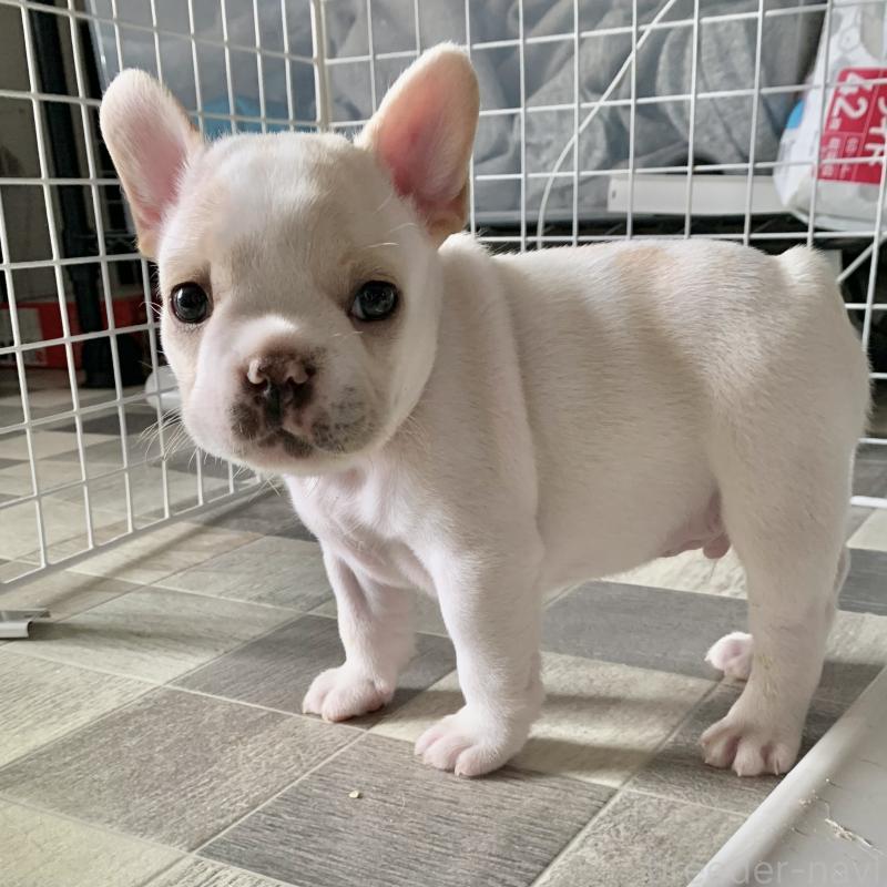 販売中の栃木県のフレンチブルドッグ-423988