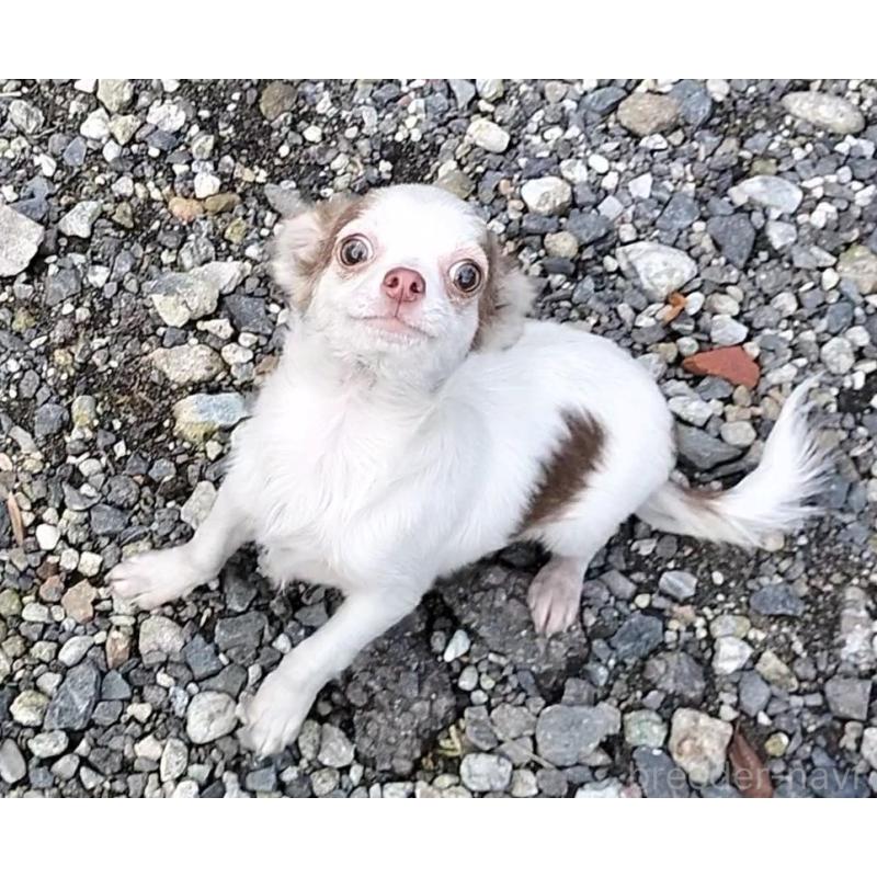 商談中の岐阜県のチワワ(ロングコート)-404421の1枚目