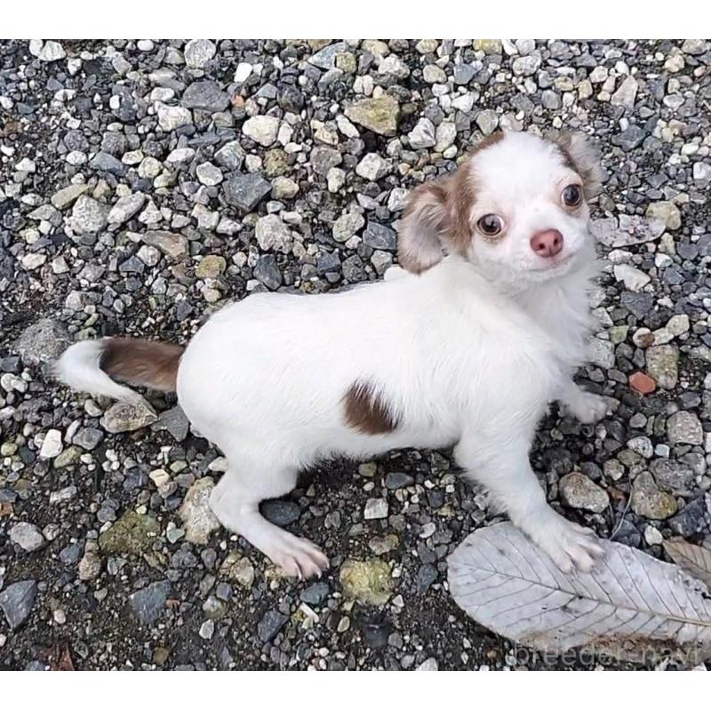 商談中の岐阜県のチワワ(ロングコート)-404421の2枚目