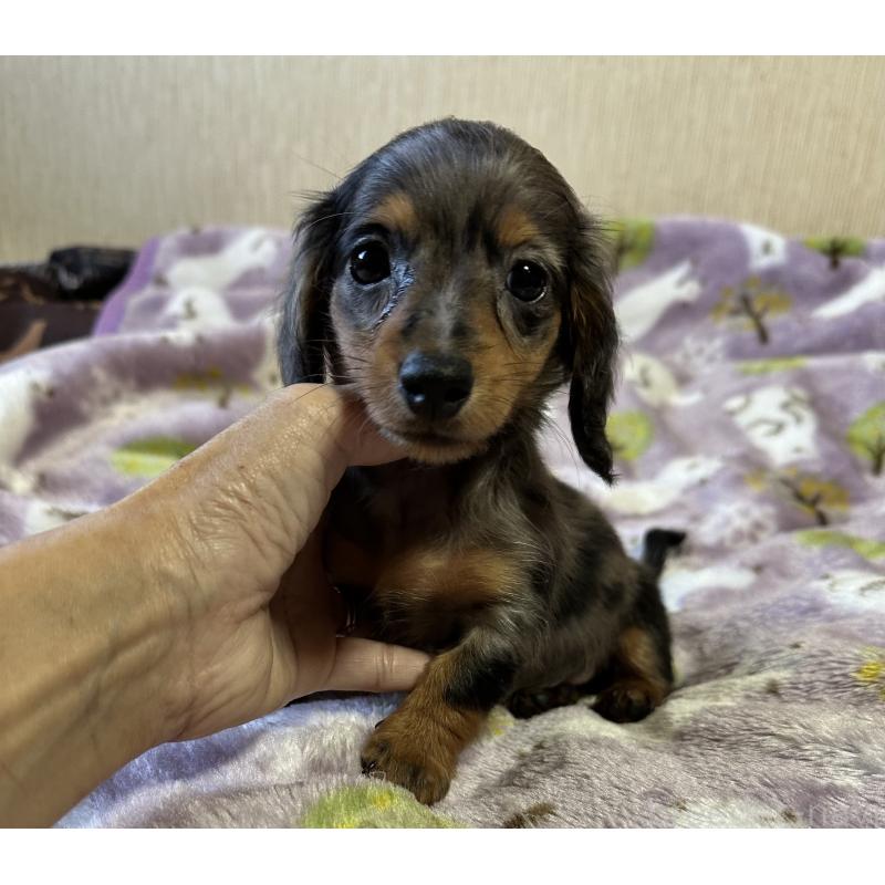 販売中の宮崎県のミニチュアダックスフンド(ロングヘアード)-416443の1枚目