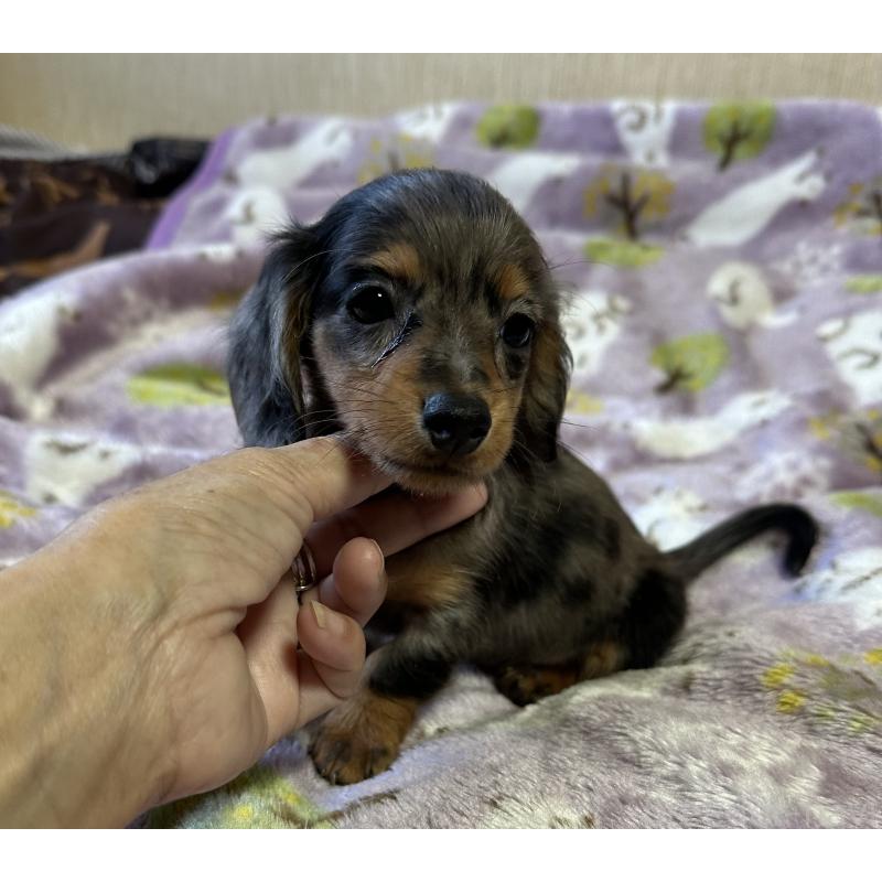 販売中の宮崎県のミニチュアダックスフンド(ロングヘアード)-416443の9枚目