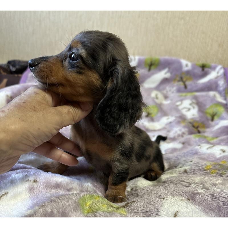 販売中の宮崎県のミニチュアダックスフンド(ロングヘアード)-416443の8枚目