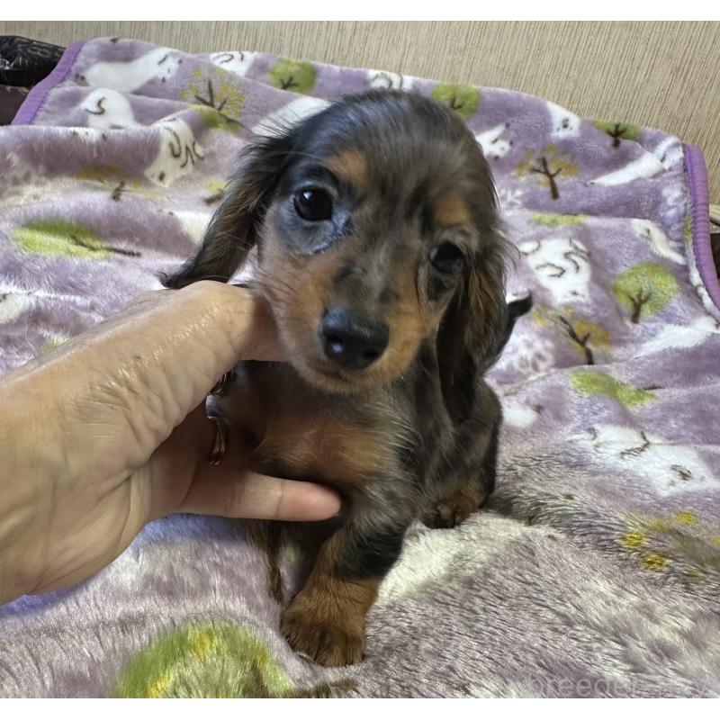 販売中の宮崎県のミニチュアダックスフンド(ロングヘアード)-416443の7枚目