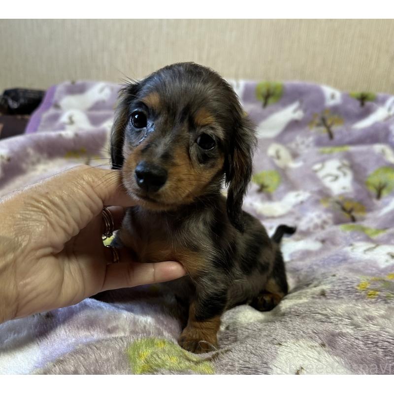 販売中の宮崎県のミニチュアダックスフンド(ロングヘアード)-416443の6枚目