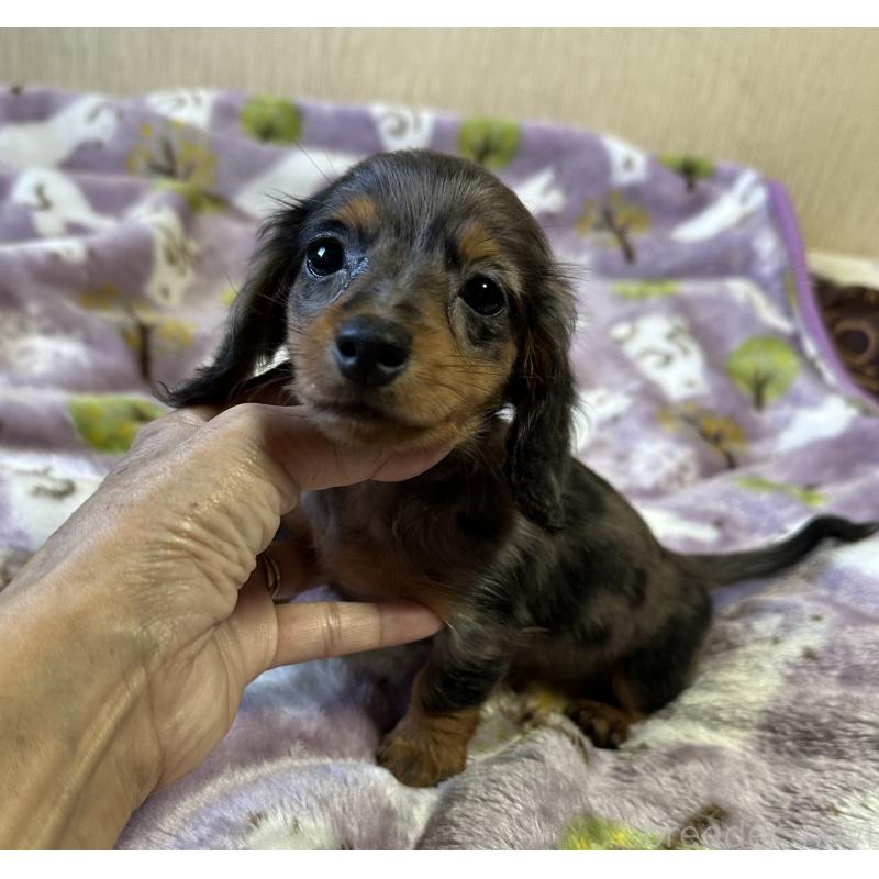 販売中の宮崎県のミニチュアダックスフンド(ロングヘアード)-416443の5枚目