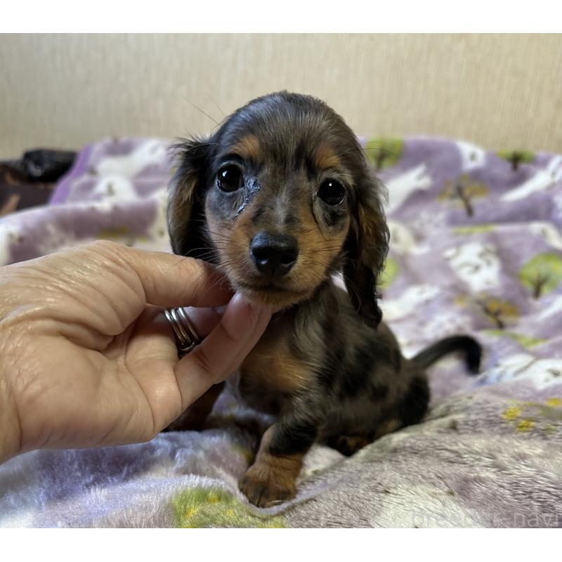 販売中の宮崎県のミニチュアダックスフンド(ロングヘアード)-416443の4枚目