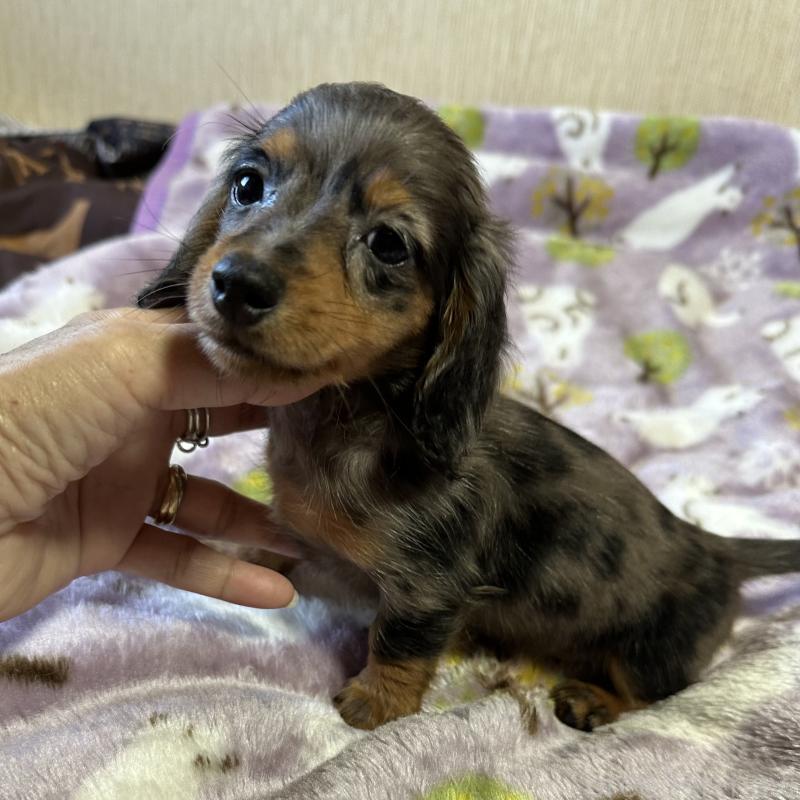 販売中の宮崎県のミニチュアダックスフンド(ロングヘアード)-416443の2枚目