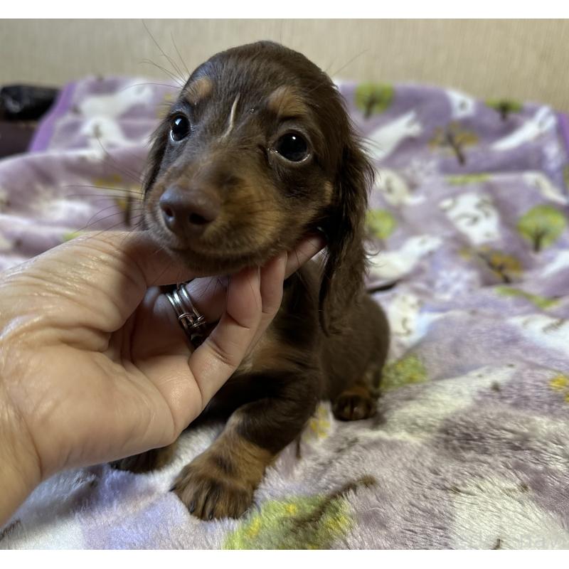 販売中の宮崎県のミニチュアダックスフンド(ロングヘアード)-416440の9枚目