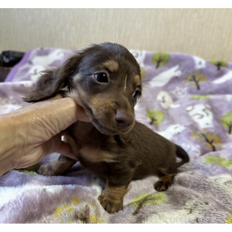 販売中の宮崎県のミニチュアダックスフンド(ロングヘアード)-416440の8枚目