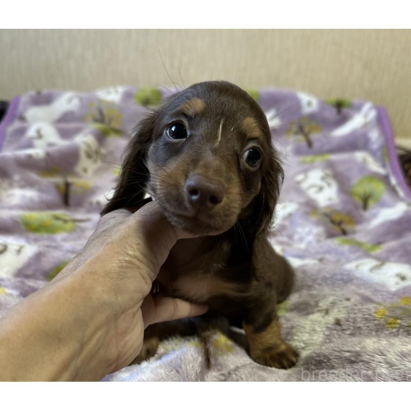 販売中の宮崎県のミニチュアダックスフンド(ロングヘアード)-416440の7枚目