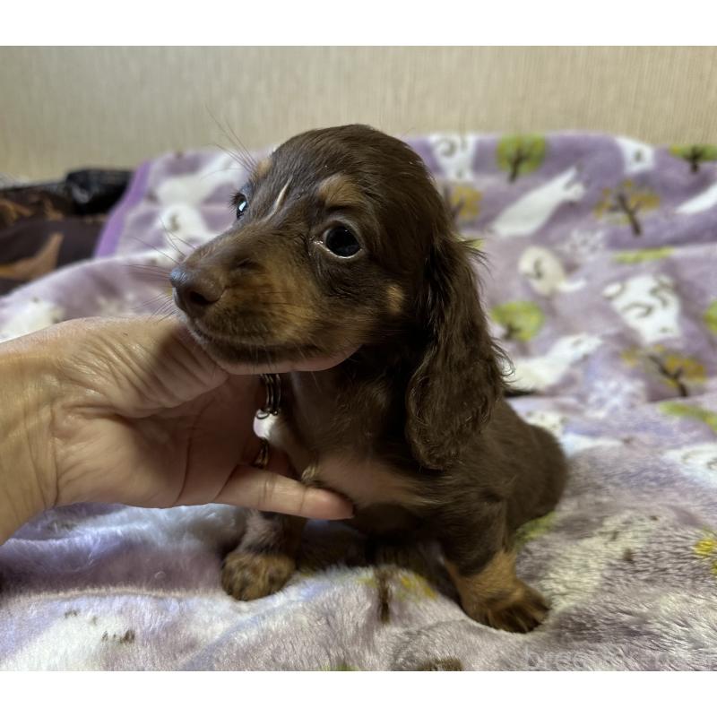 販売中の宮崎県のミニチュアダックスフンド(ロングヘアード)-416440の6枚目