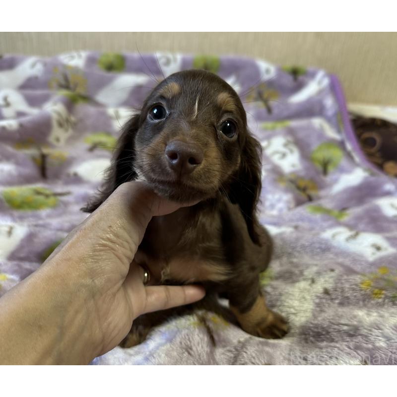 販売中の宮崎県のミニチュアダックスフンド(ロングヘアード)-416440の5枚目