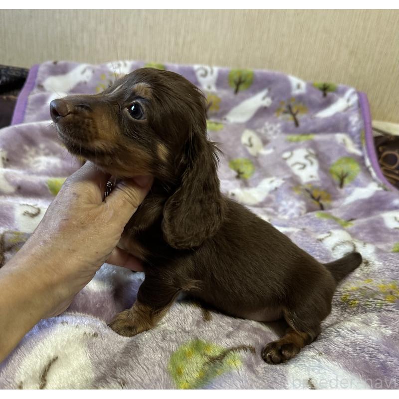 販売中の宮崎県のミニチュアダックスフンド(ロングヘアード)-416440の4枚目