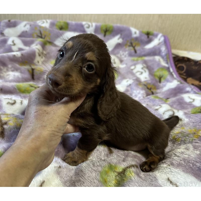 販売中の宮崎県のミニチュアダックスフンド(ロングヘアード)-416440の3枚目