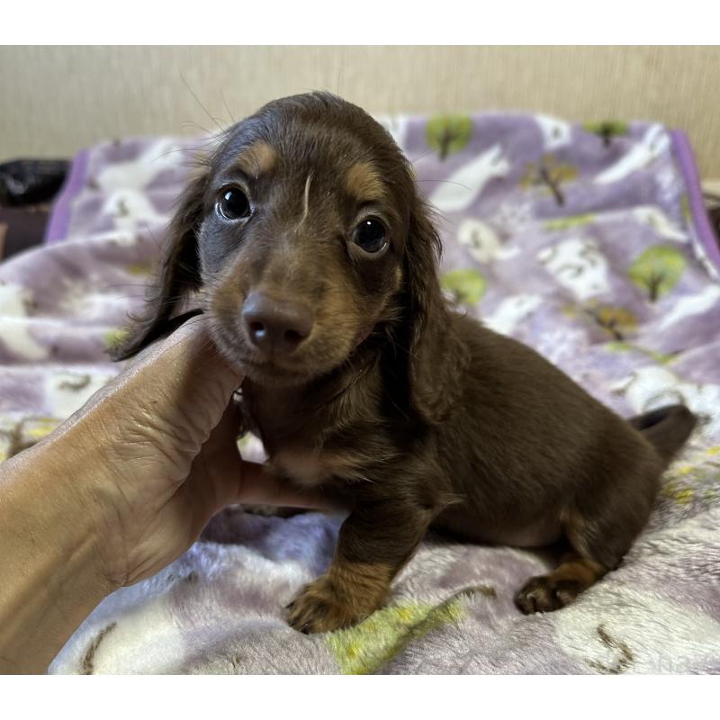 販売中の宮崎県のミニチュアダックスフンド(ロングヘアード)-416440の2枚目