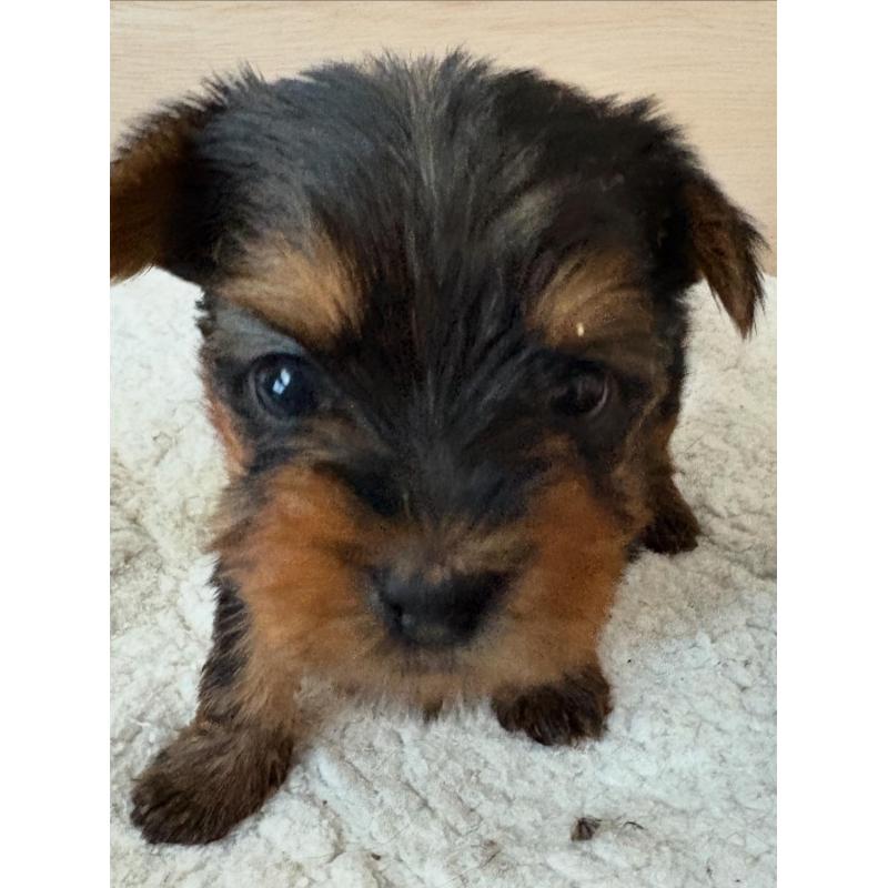 販売中の愛知県のヨークシャーテリア-422337の5枚目