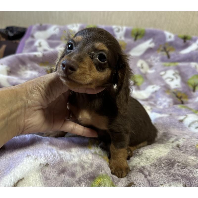 販売中の宮崎県のミニチュアダックスフンド(ロングヘアード)-416441の8枚目