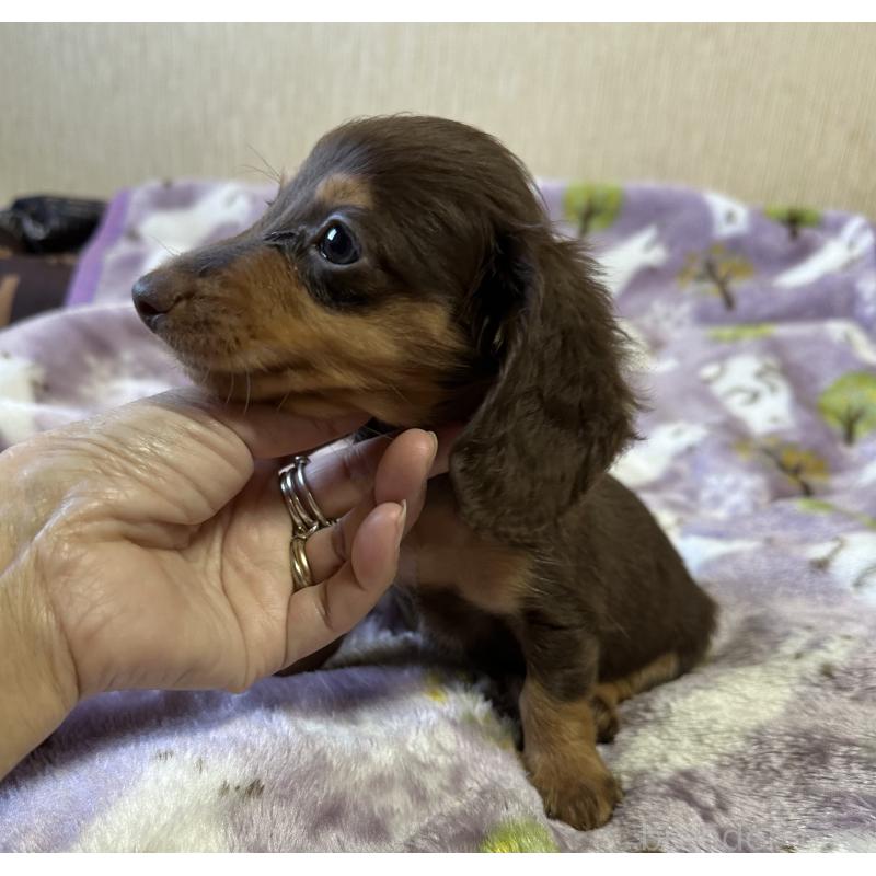 販売中の宮崎県のミニチュアダックスフンド(ロングヘアード)-416441の6枚目