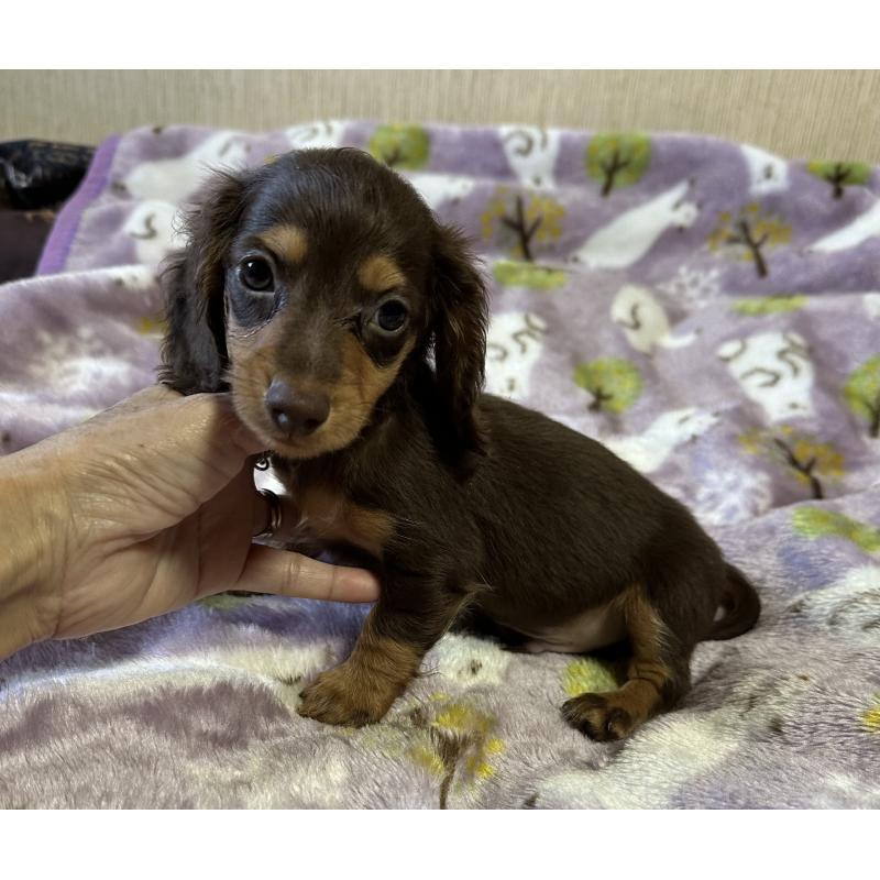 販売中の宮崎県のミニチュアダックスフンド(ロングヘアード)-416441の5枚目