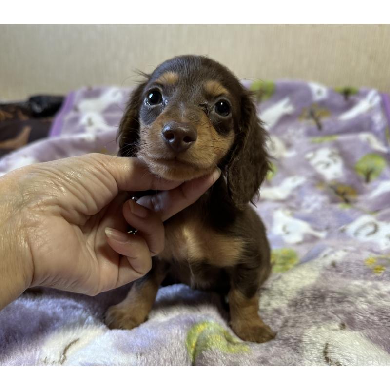 販売中の宮崎県のミニチュアダックスフンド(ロングヘアード)-416441の3枚目