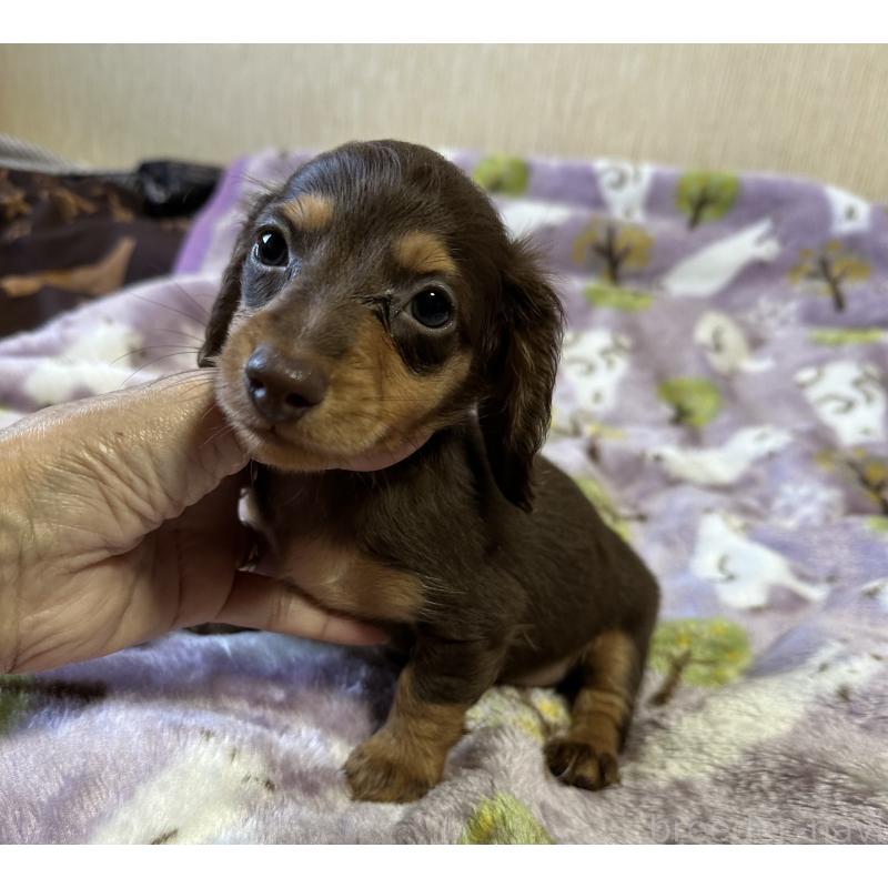 販売中の宮崎県のミニチュアダックスフンド(ロングヘアード)-416441の2枚目