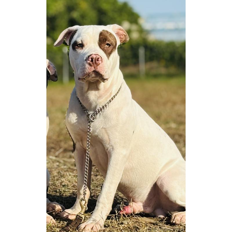 販売中の神奈川県のアメリカンピットブルテリア-390472