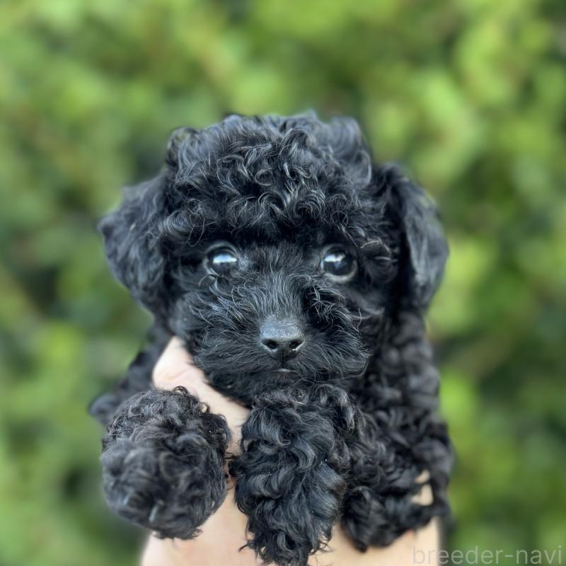 商談中の福岡県のトイプードル-420400の2枚目