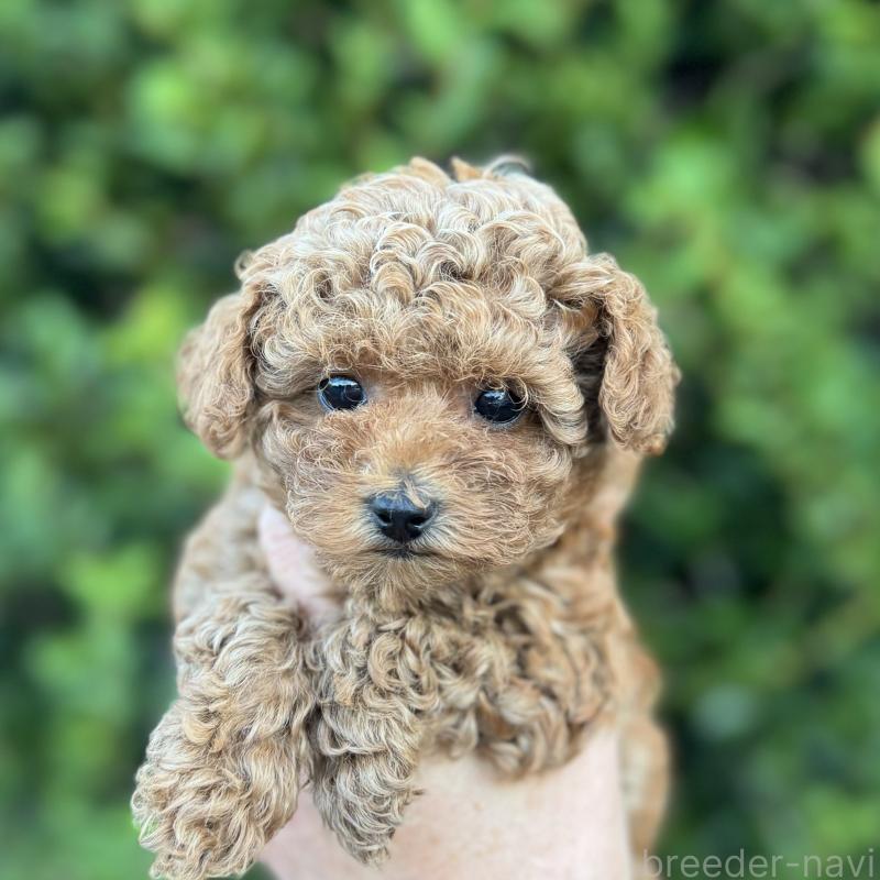 商談中の福岡県のトイプードル-420402の2枚目