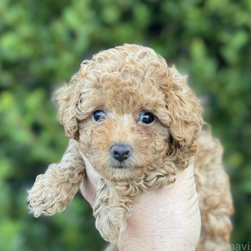 成約済の福岡県のトイプードル-423428の3枚目