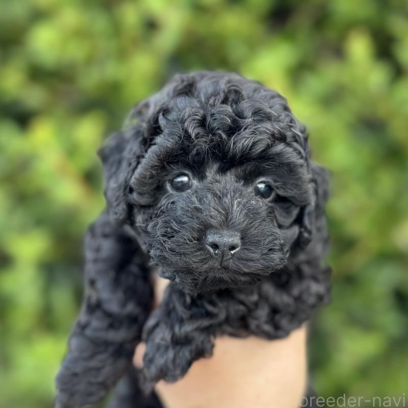 成約済の福岡県のトイプードル-423429の2枚目