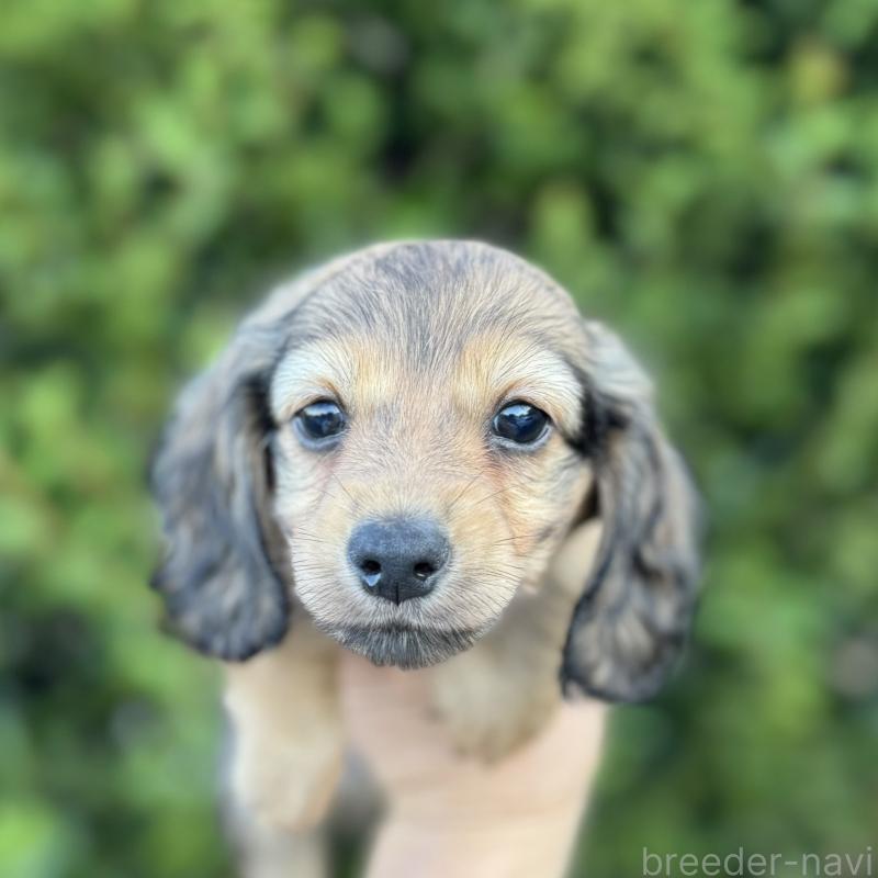 販売中の福岡県のミニチュアダックスフンド(ロングヘアード)-423426