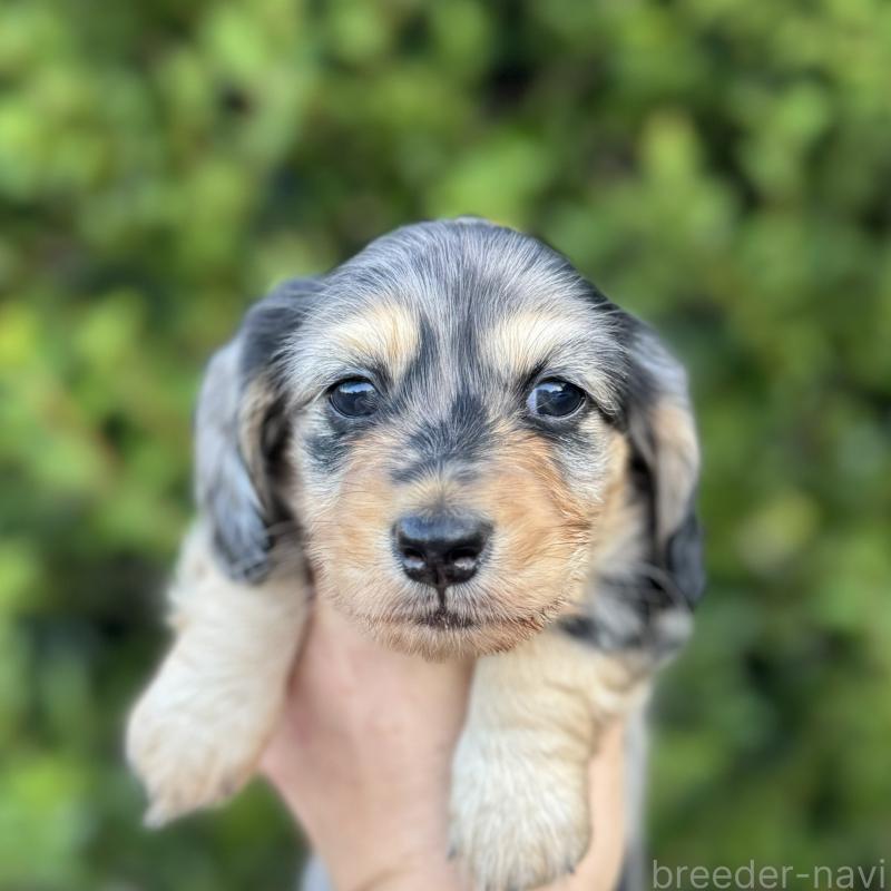 販売中の福岡県のミニチュアダックスフンド(ロングヘアード)-424811の1枚目