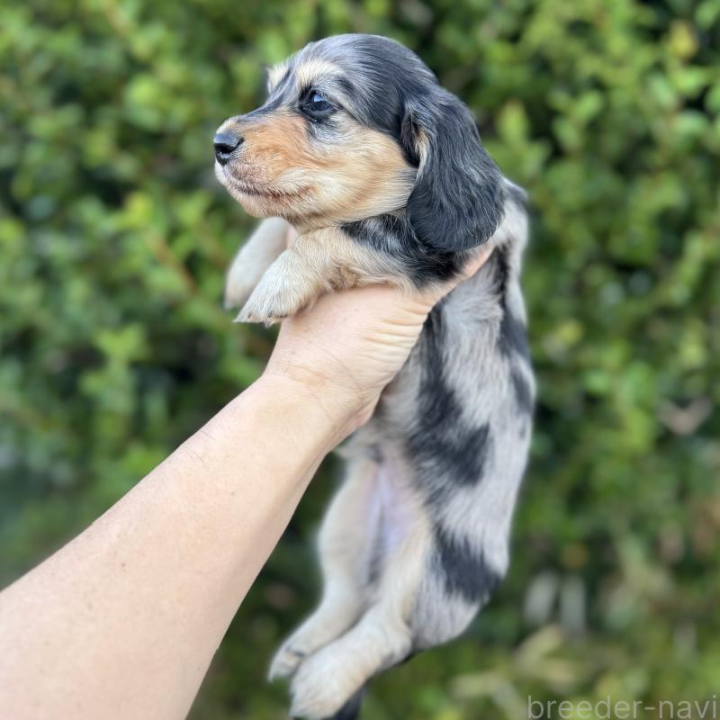 販売中の福岡県のミニチュアダックスフンド(ロングヘアード)-424811の4枚目