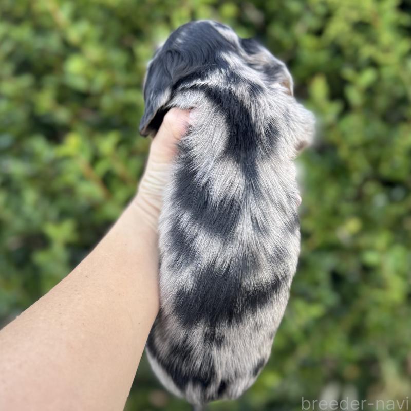 販売中の福岡県のミニチュアダックスフンド(ロングヘアード)-424811の3枚目