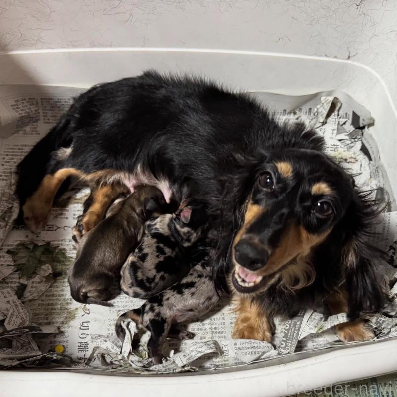 販売中の福岡県のミニチュアダックスフンド(ロングヘアード)-424811の2枚目