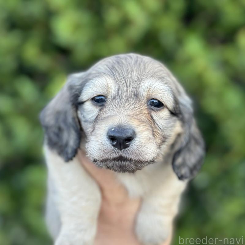 販売中の福岡県のミニチュアダックスフンド(ロングヘアード)-424812