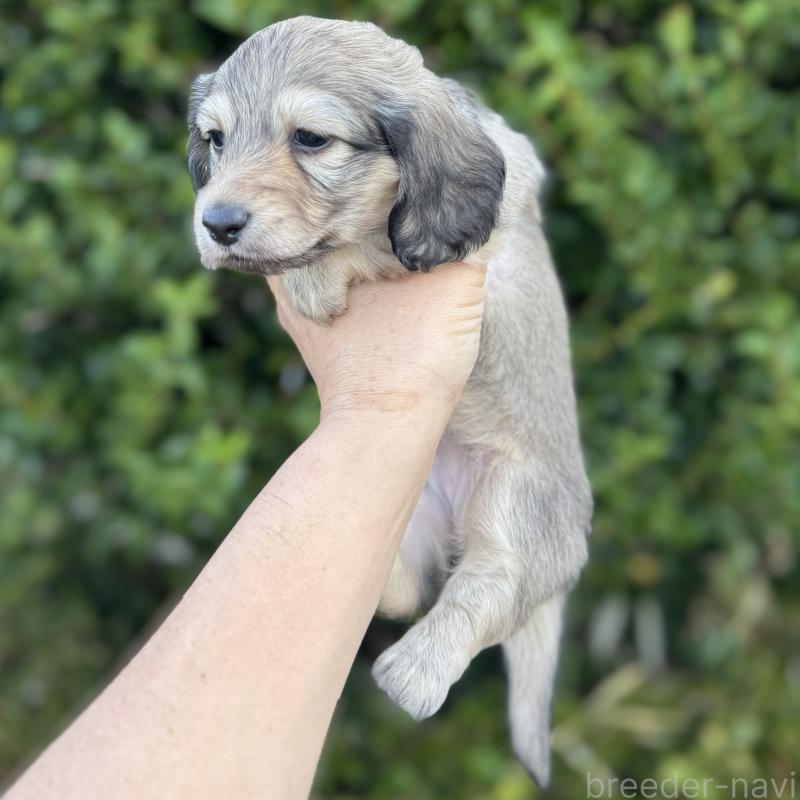 販売中の福岡県のミニチュアダックスフンド(ロングヘアード)-424812の4枚目