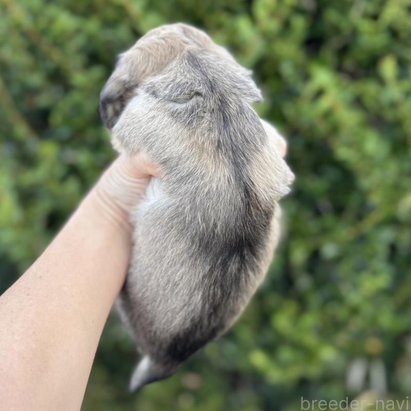 販売中の福岡県のミニチュアダックスフンド(ロングヘアード)-424812の3枚目
