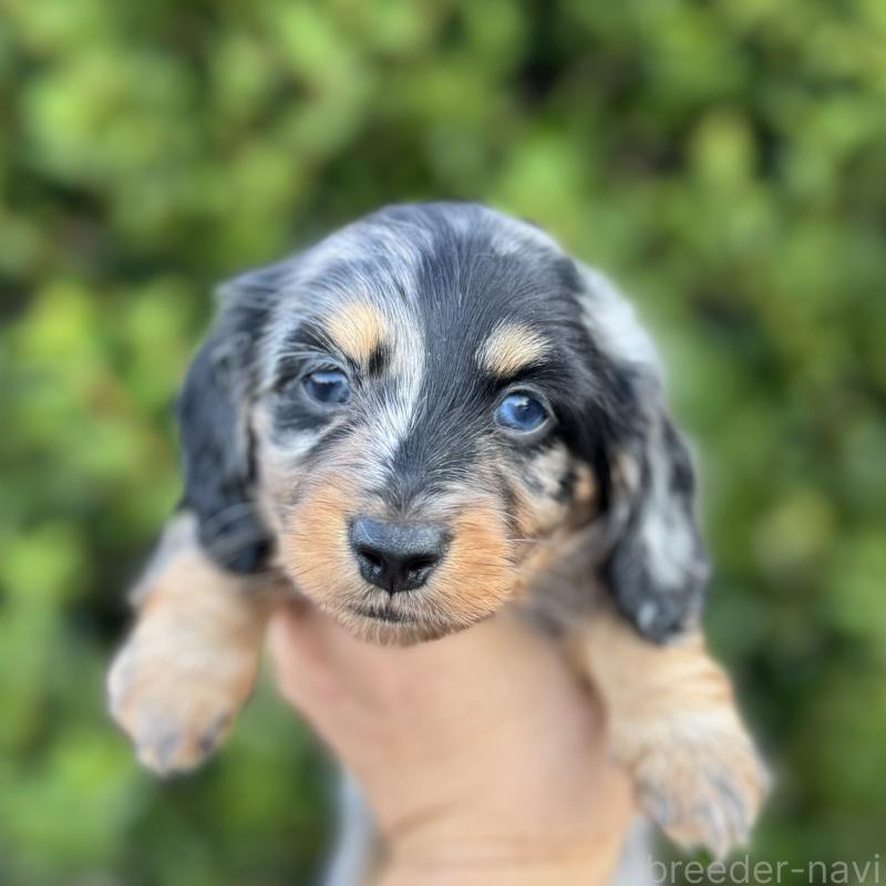 販売中の福岡県のミニチュアダックスフンド(ロングヘアード)-424813