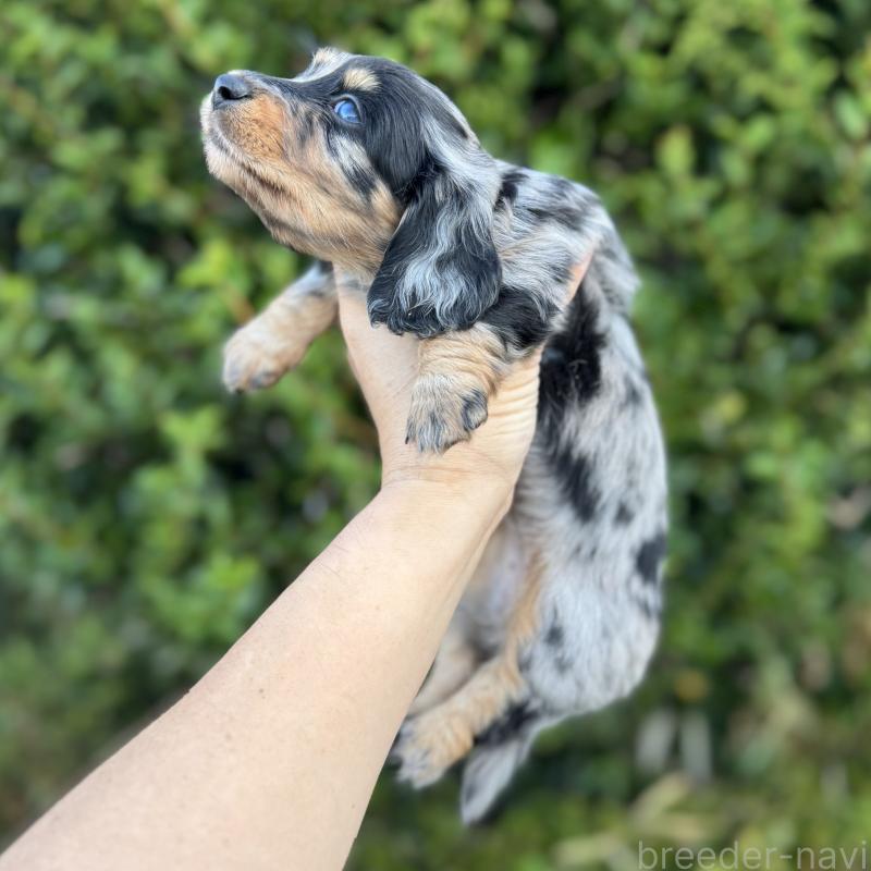 販売中の福岡県のミニチュアダックスフンド(ロングヘアード)-424813の4枚目