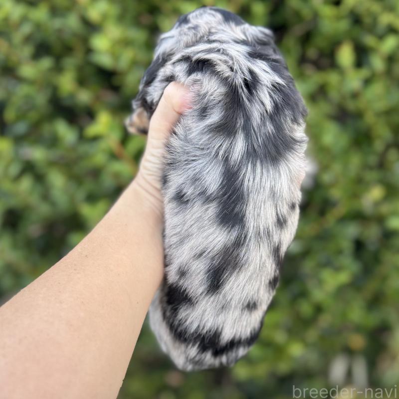 販売中の福岡県のミニチュアダックスフンド(ロングヘアード)-424813の3枚目